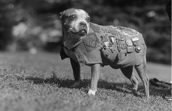 World War I Hero Dog Sergeant Stubby To Star In Animated Film Featured
