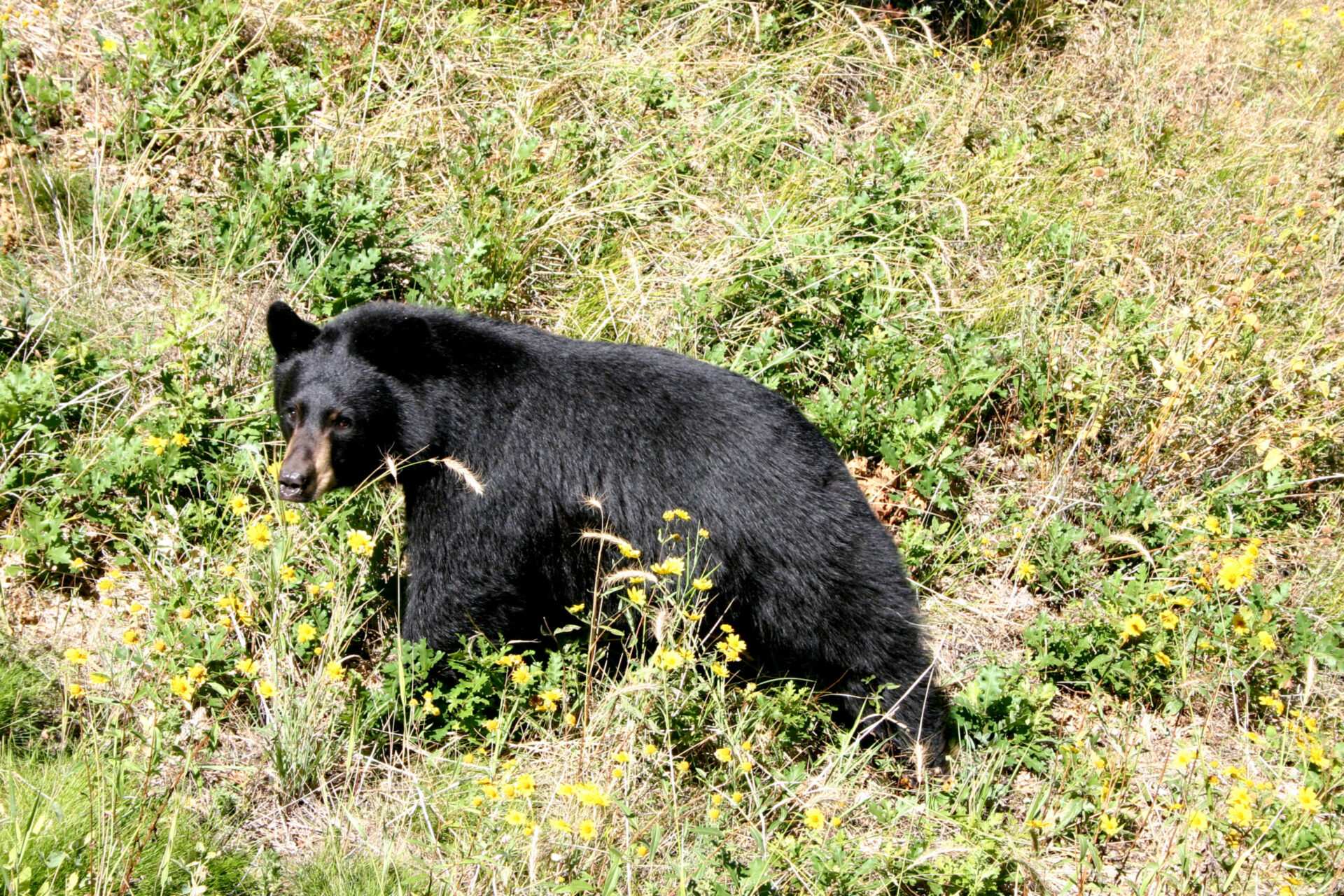 Bear bursts into home, injures 82-year-old woman inside, Colorado ...