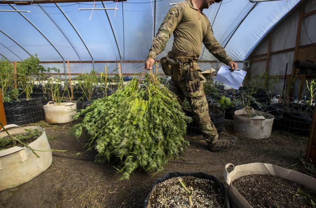 California touts $544 million in illegal weed seizures. Drop in the bucket, exasperated officials say