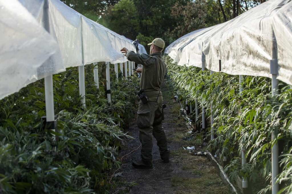 California touts $544 million in illegal weed seizures. Drop in the bucket, exasperated officials say