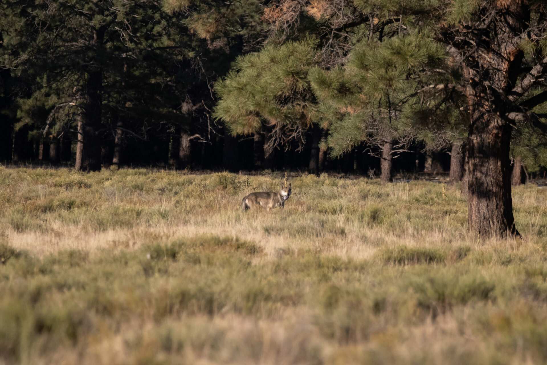 Reward of $100,000 offered in mysterious death of beloved Mexican gray wolf in Arizona