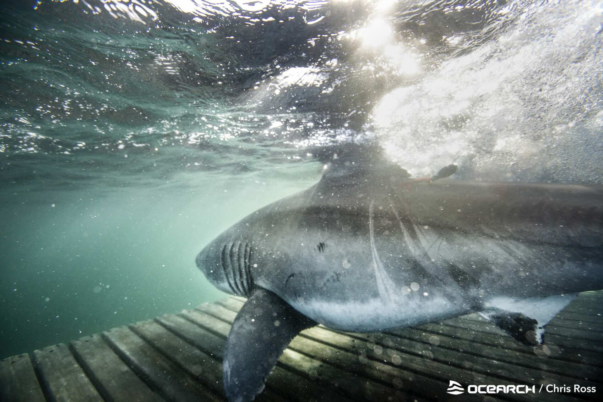 'Cocaine sharks' could be feeding on drugs, scientists say