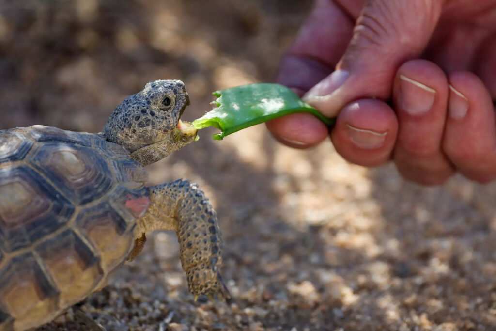 ‘Gitmo’ in the Mojave: How the Marines are saving endangered desert tortoises