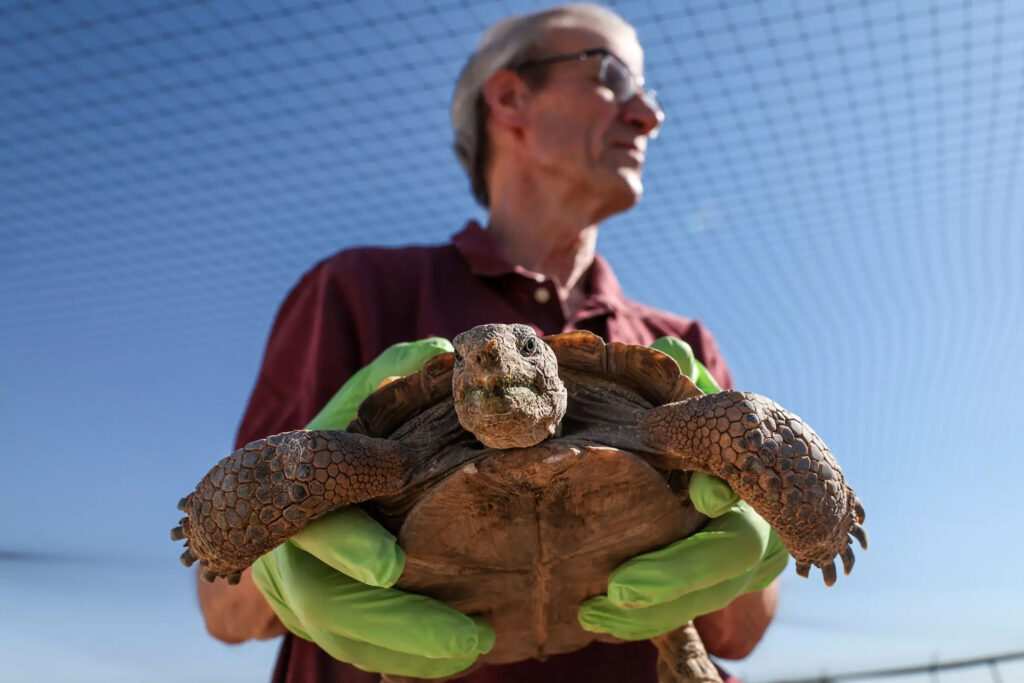 ‘Gitmo’ in the Mojave: How the Marines are saving endangered desert tortoises