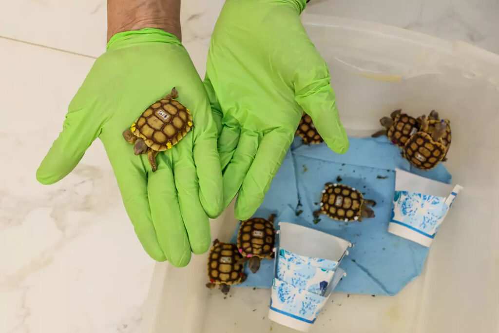 ‘Gitmo’ in the Mojave: How the Marines are saving endangered desert tortoises