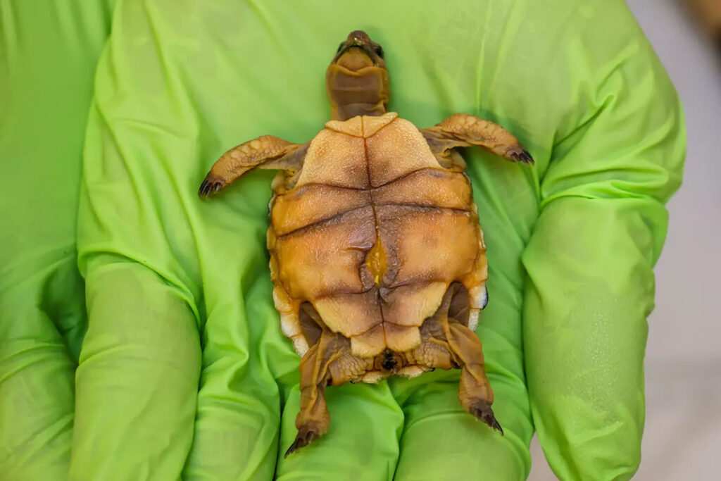 ‘Gitmo’ in the Mojave: How the Marines are saving endangered desert tortoises