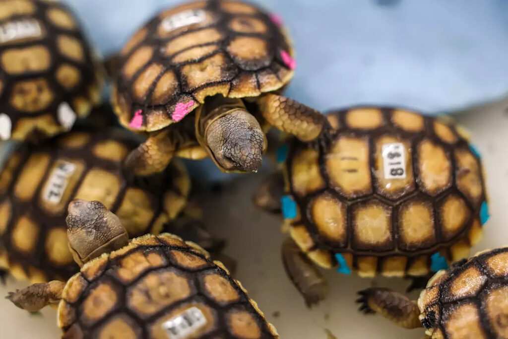 ‘Gitmo’ in the Mojave: How the Marines are saving endangered desert tortoises