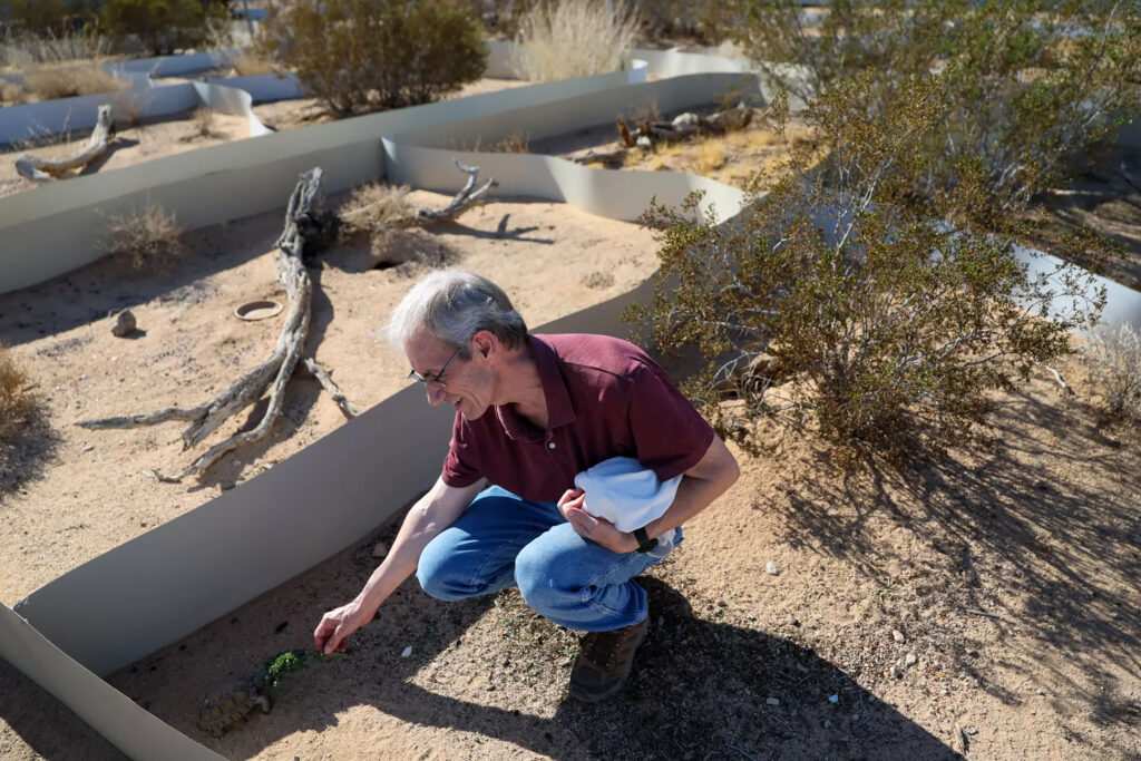 ‘Gitmo’ in the Mojave: How the Marines are saving endangered desert tortoises