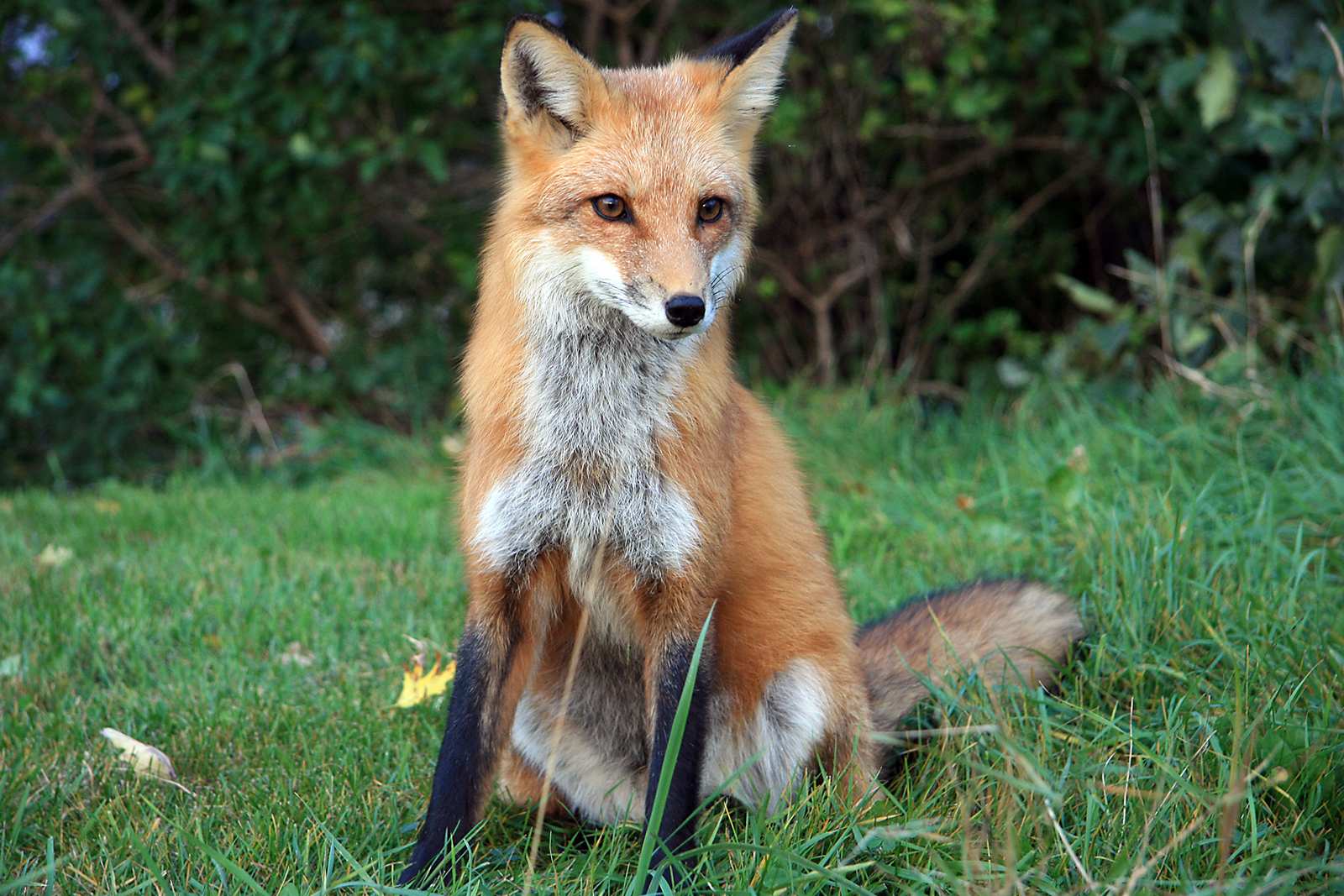 Maryland residents warned of rabies risk after infected fox is found dead