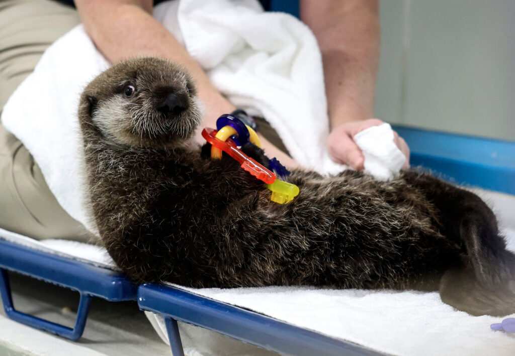 Northern sea otter pup rescued in Alaska finds new home at Shedd Aquarium