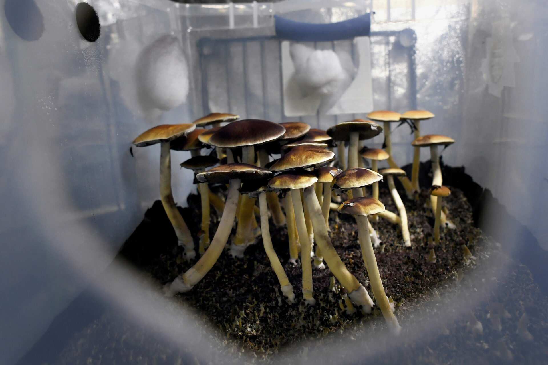 Do dying people have a 'right to try' magic mushrooms? 9th Circuit weighs case