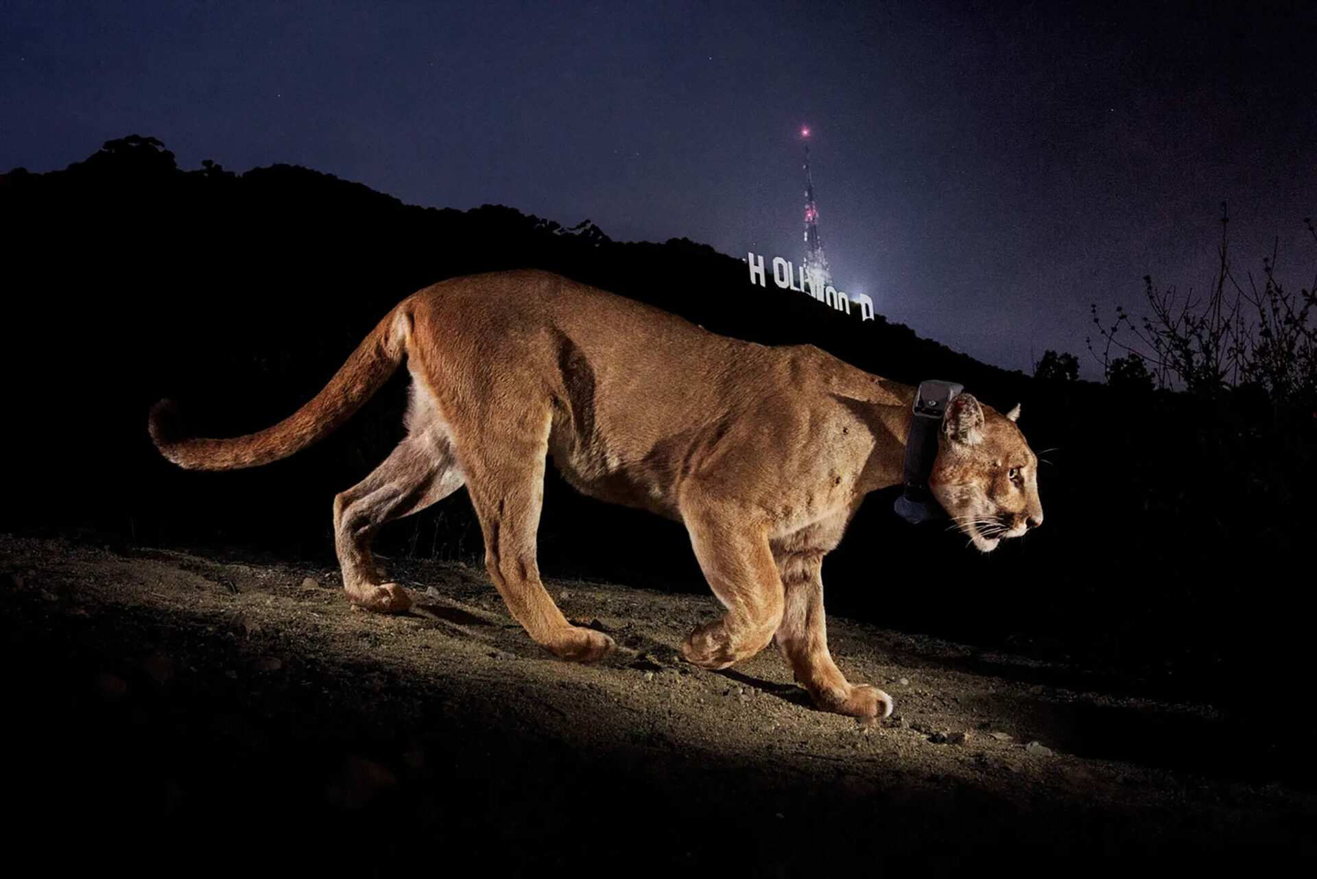 Mountain lion that attacked boy in Malibu was 1-year-old female