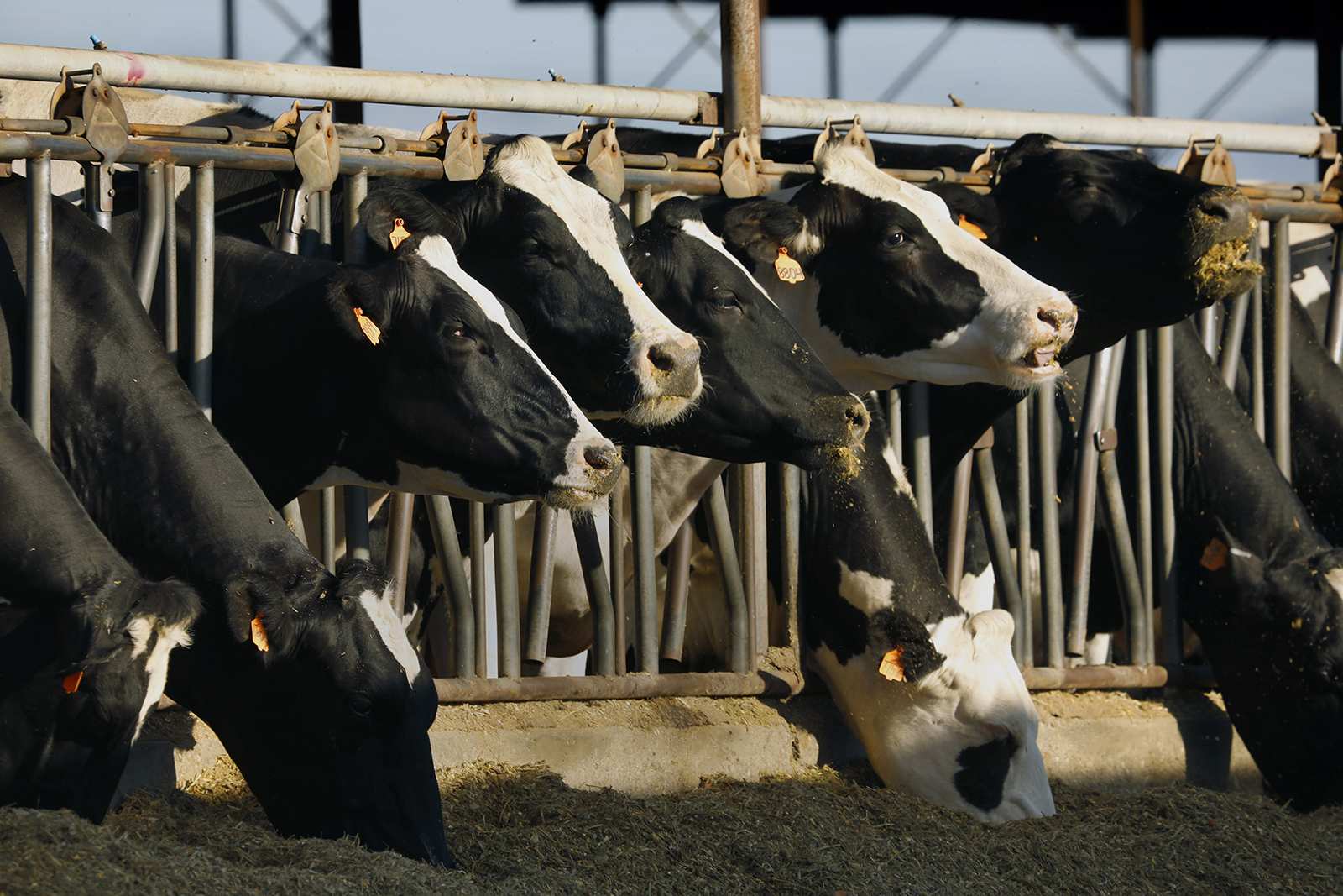 Bird flu outbreaks die down, but Colorado keeps monitoring cows and poultry