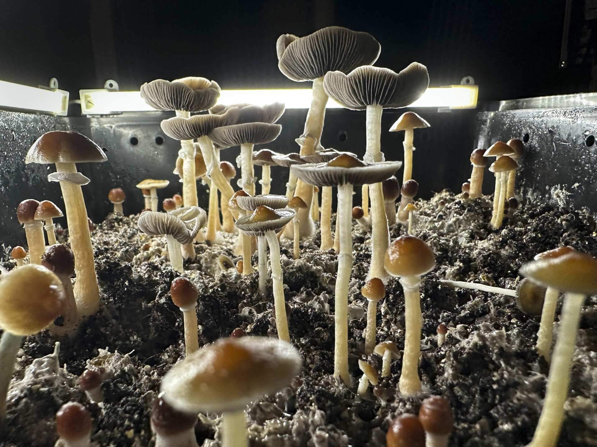 Georgia lawmakers consider funding research on how psychedelics might help veterans