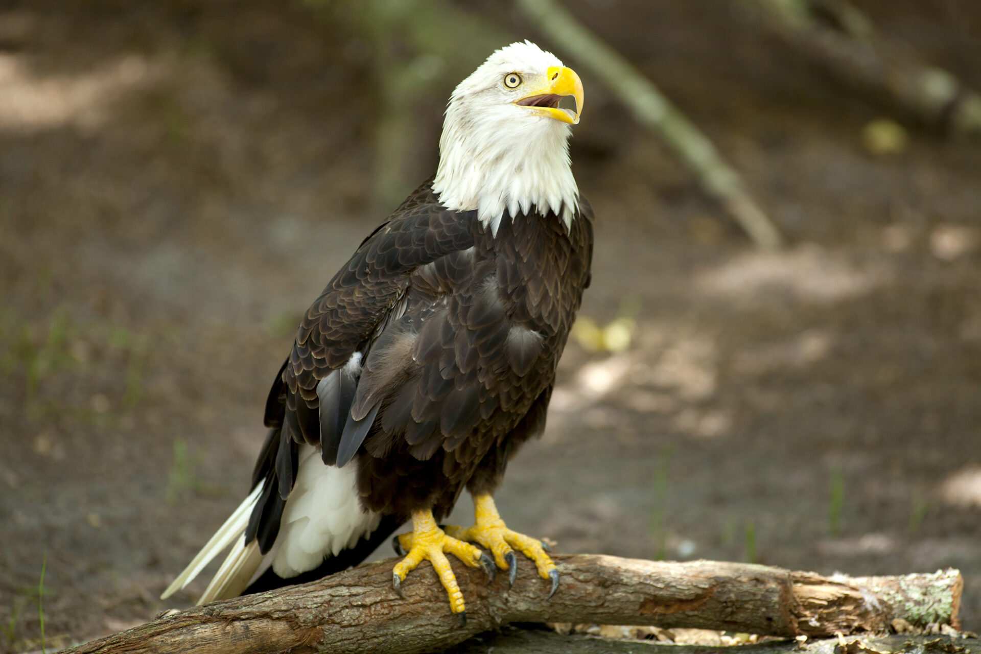 Bald eagle found dead after neighbor reports gunshot, Missouri officials say