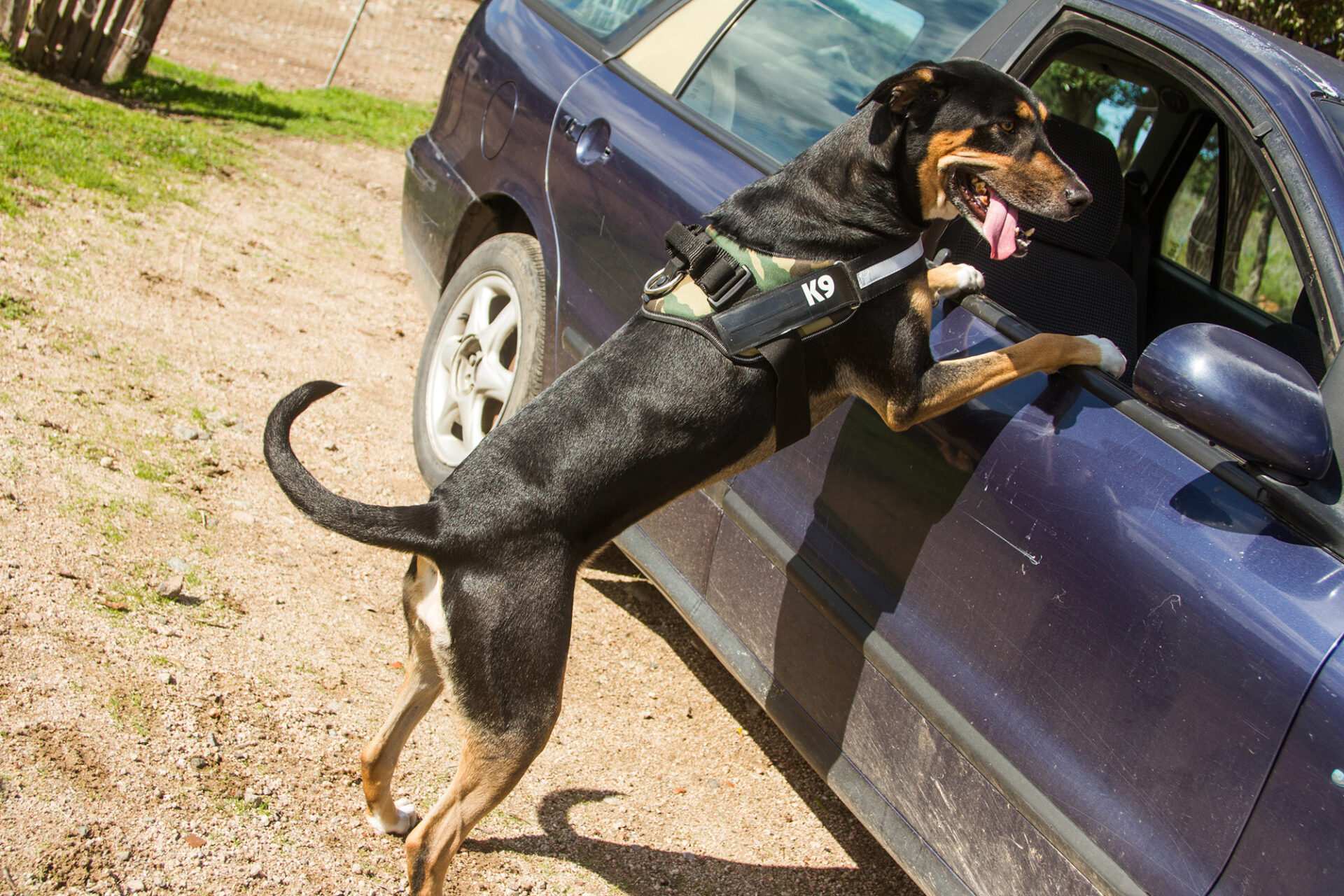 Police dog conducted an illegal search, Idaho justices said. What the US Supreme Court ruled