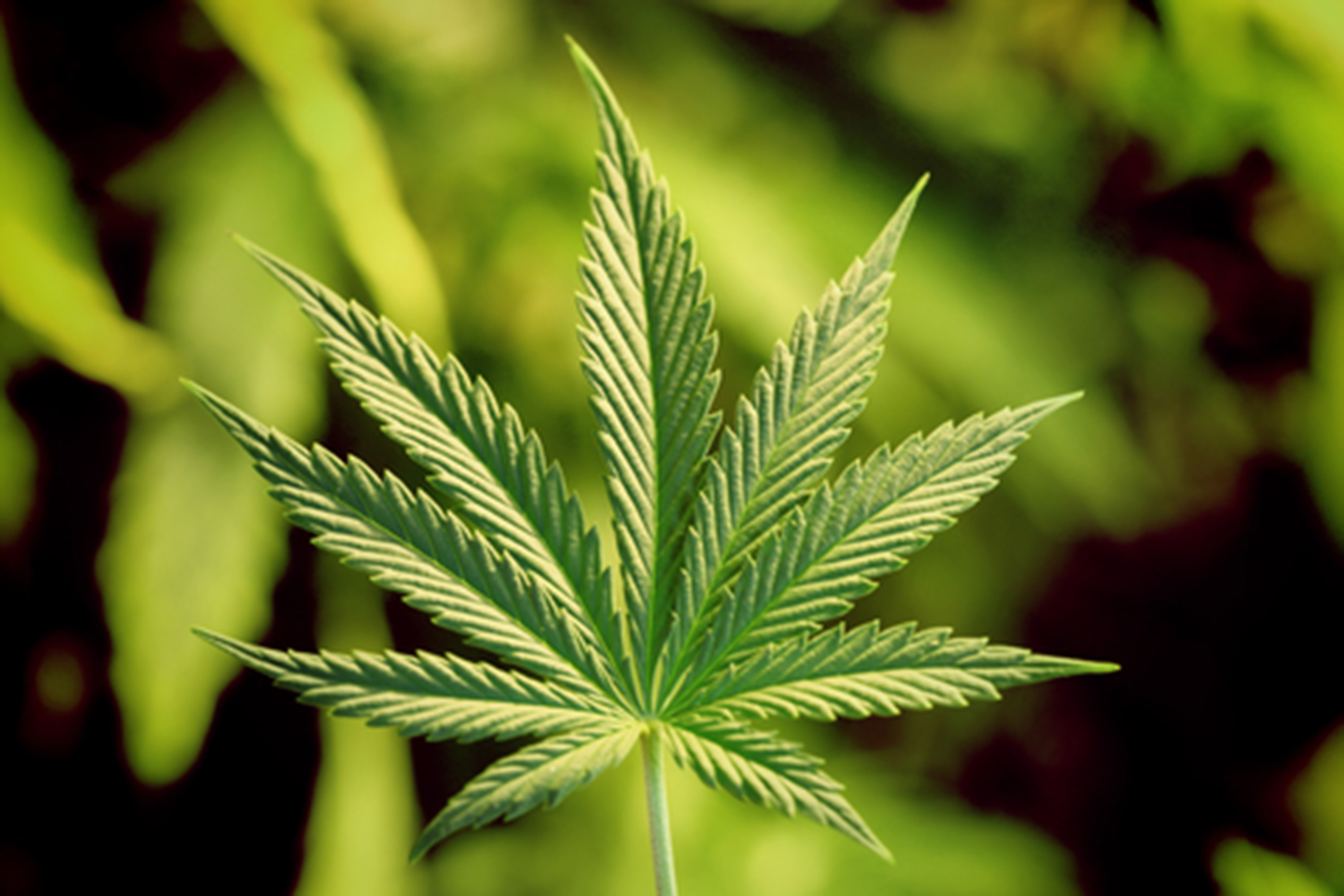 House passes marijuana legalization bill | American Military News