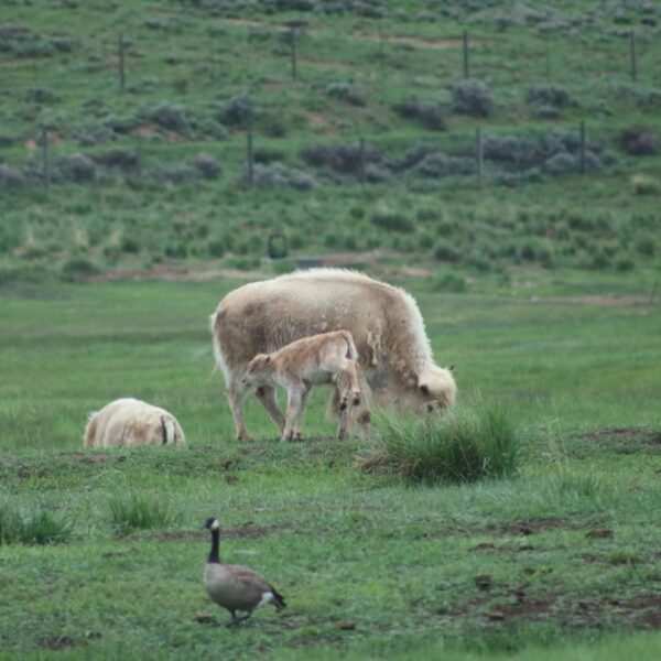 Pics Rare white bison born in Wyoming state park