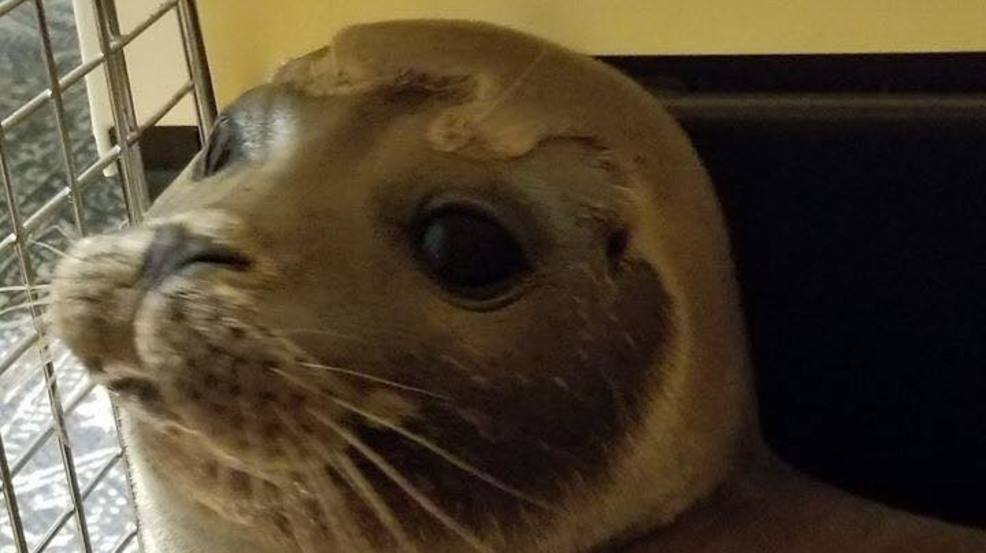 Rescued seal pup named after local Navy SEAL hero who died in