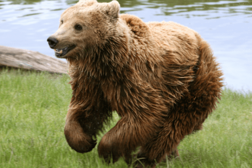 11-year-old boy armed with shotgun saves fishing party from charging bear Featured