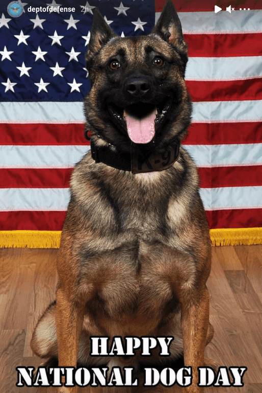 Pentagon posts dog pics on Instagram while bombs explode at Kabul ...