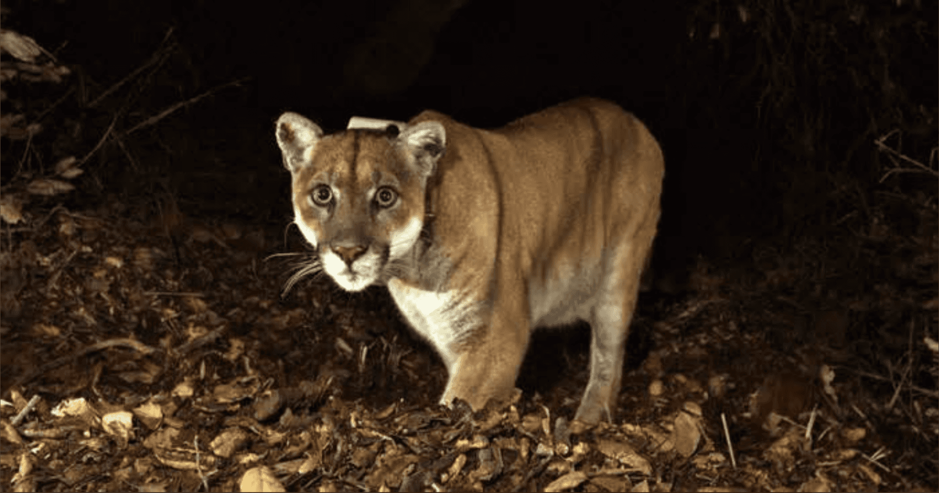 Mountain lion attacks couple in hot tub in Colorado